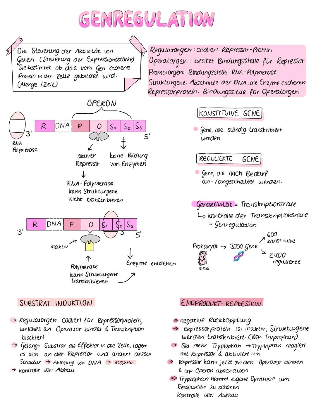 "Die Steuerung der Aktivität von
Genen. (Steuerung der Expressionsstärke)
Sie bestimmt ob das vom Gen codierte
Protein in der Zelle gebildet