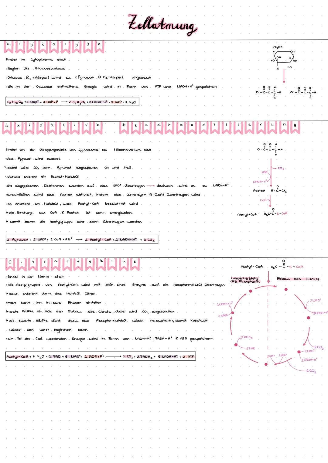 # Zellatmung

WWWWWWWWW

findet im Cytoplasma statt

Beginn des Glucoseabbaus

Glucose (C₆-Körper) wird zu 2 Pyruvat (2 C₃-Körper) abgebaut
