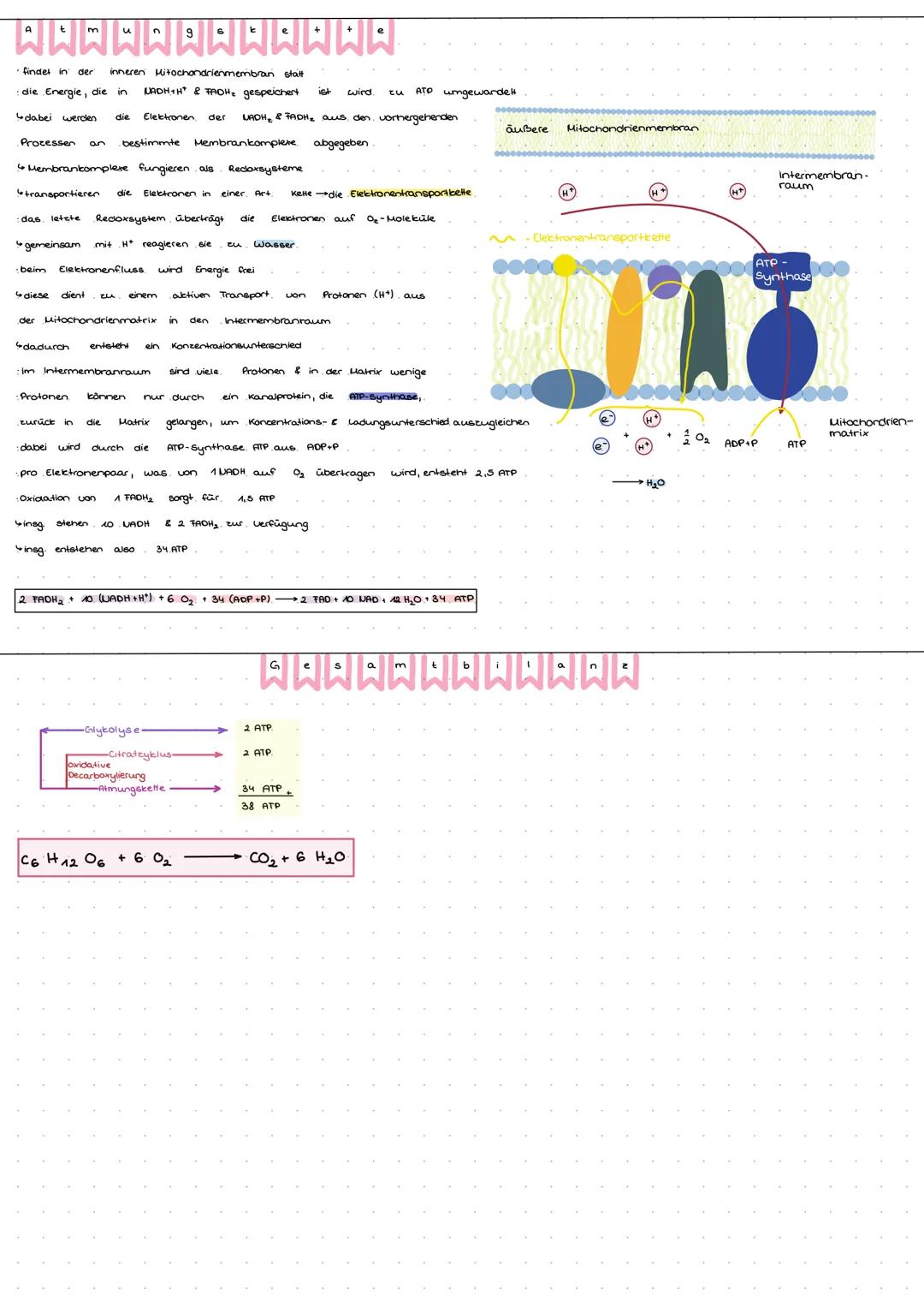 # Zellatmung

WWWWWWWWW

findet im Cytoplasma statt

Beginn des Glucoseabbaus

Glucose (C₆-Körper) wird zu 2 Pyruvat (2 C₃-Körper) abgebaut
