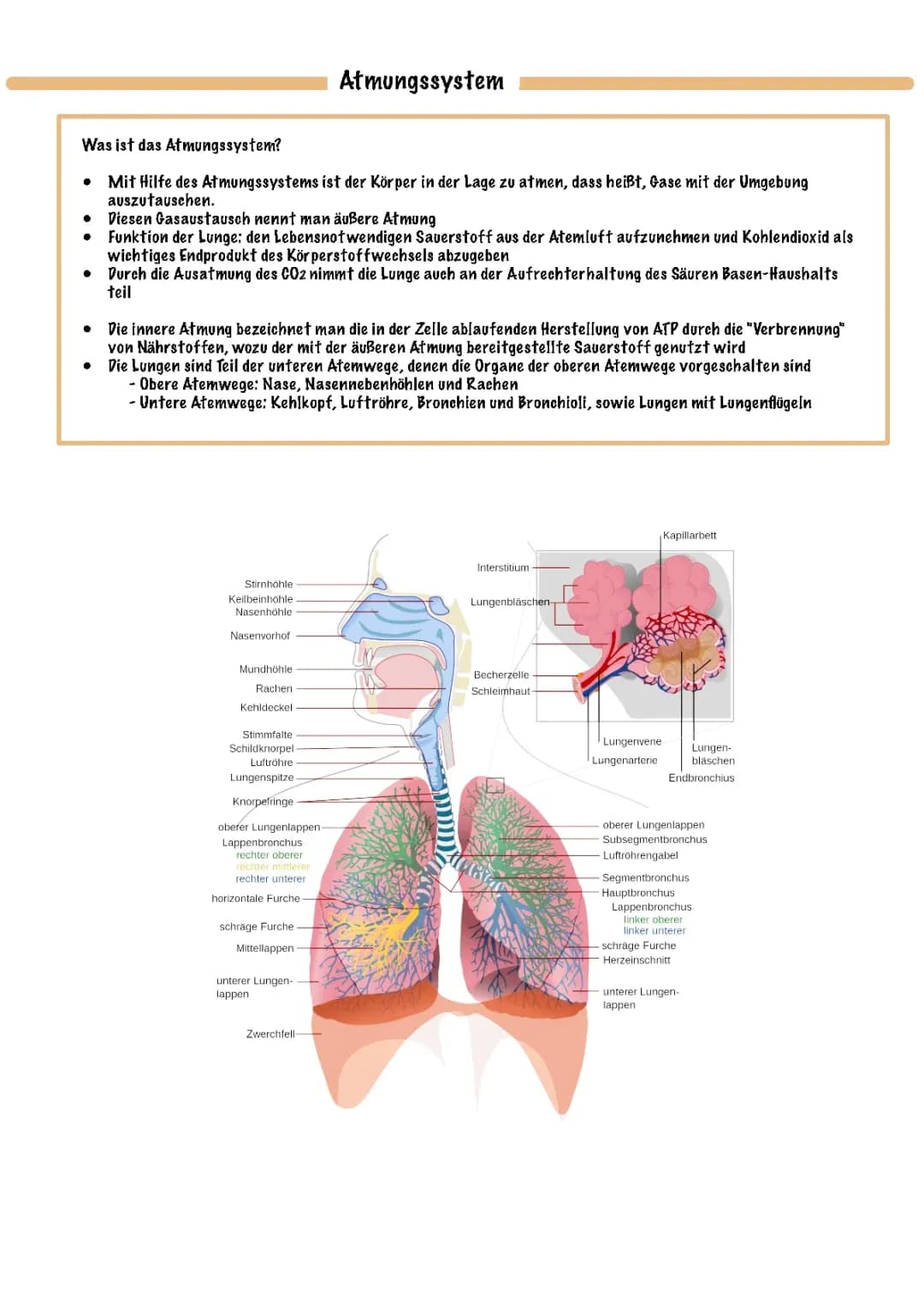 Atmungssystem