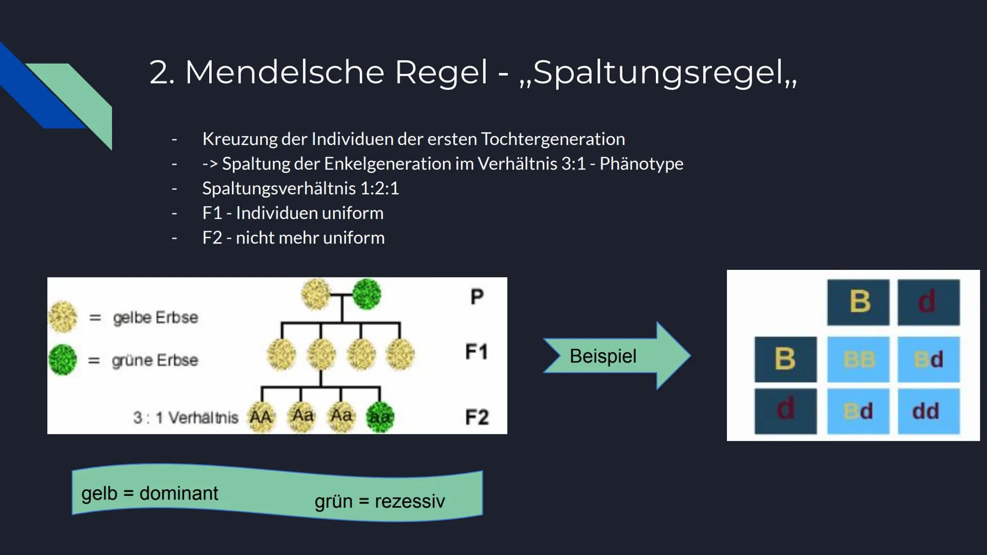 Mendelsche Regeln Inhalt
Allgemeine Informationen
Gregor Mendel
Entwicklung
Anwendung
Genetische Hintergründe
1. Mendelsche Regel
2. Mendels