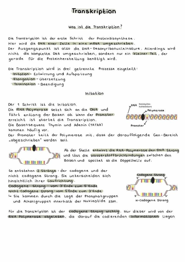 Know DNA Transkription thumbnail