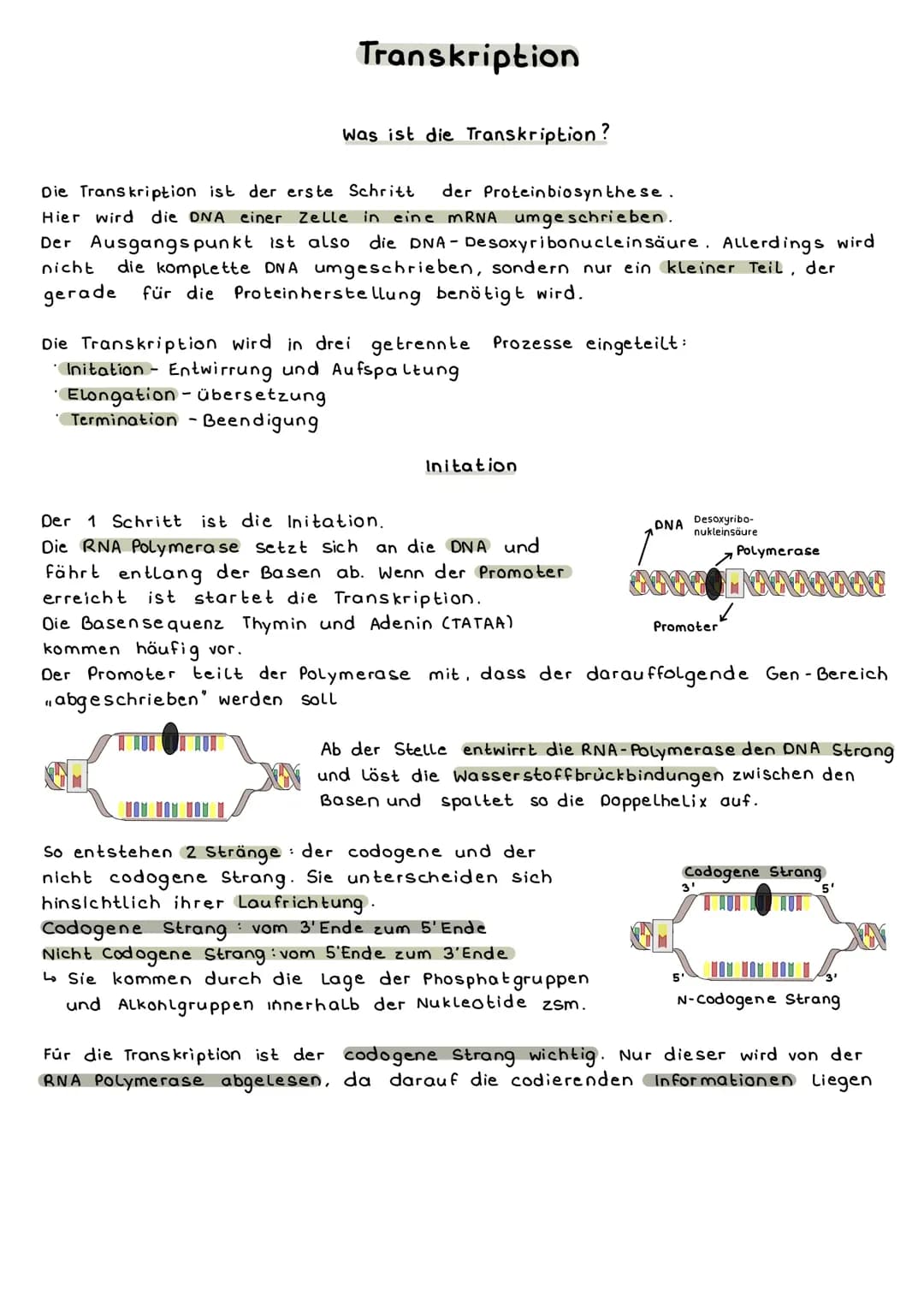 DNA Transkription