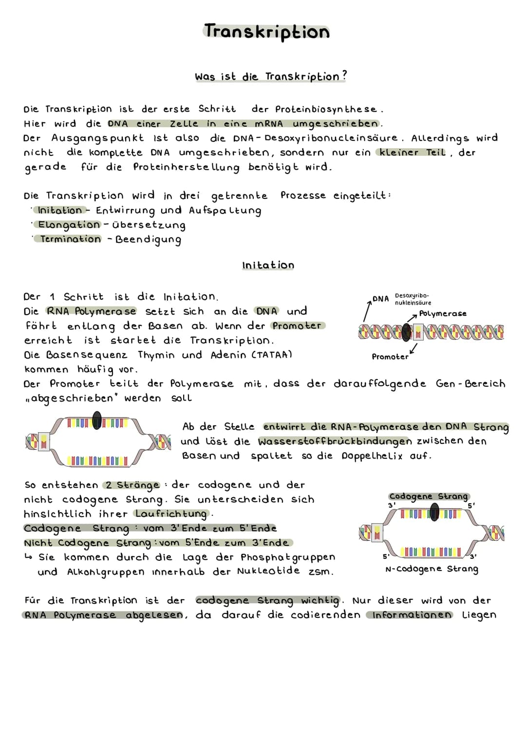 Transkription
Die Transkription ist der erste Schritt der Proteinbiosynthese.
Hier wird die DNA einer Zelle in eine mRNA umgeschrieben.
Der 