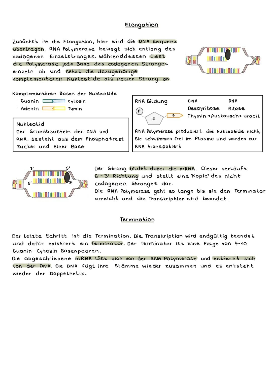 Transkription
Die Transkription ist der erste Schritt der Proteinbiosynthese.
Hier wird die DNA einer Zelle in eine mRNA umgeschrieben.
Der 