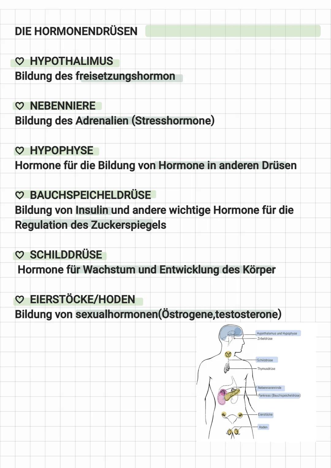# Hormone

Was sind Hormone?

♡ Botenstoffe

♡ Werden in spezialisierten Zellen unseres Körper produziert

♡ Werden über das blut verteilt

