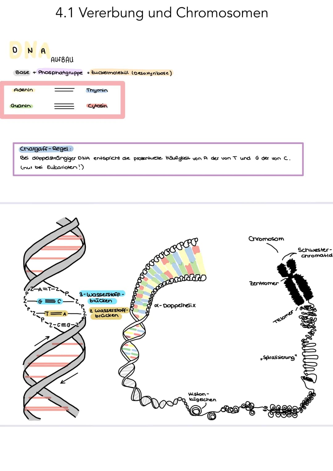 ONA
AUFBAU
Base + Phosphatgruppe + Zuckermolekül (Desoxyribose)
Adenin
4.1 Vererbung und Chromosomen
Guanin
Thymin
Chargaff-Regel:
Bei doppe