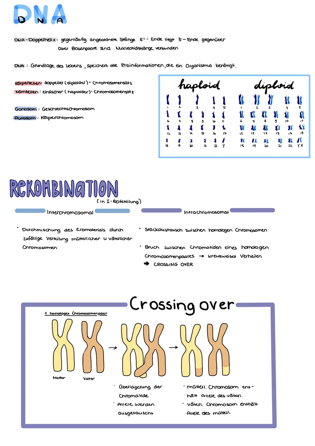 ONA
AUFBAU
Base + Phosphatgruppe + Zuckermolekül (Desoxyribose)
Adenin
4.1 Vererbung und Chromosomen
Guanin
Thymin
Chargaff-Regel:
Bei doppe