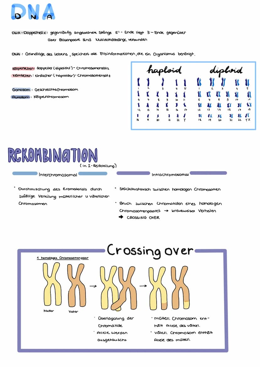 ONA
AUFBAU
Base + Phosphatgruppe + Zuckermolekül (Desoxyribose)
Adenin
4.1 Vererbung und Chromosomen
Guanin
Thymin
Chargaff-Regel:
Bei doppe