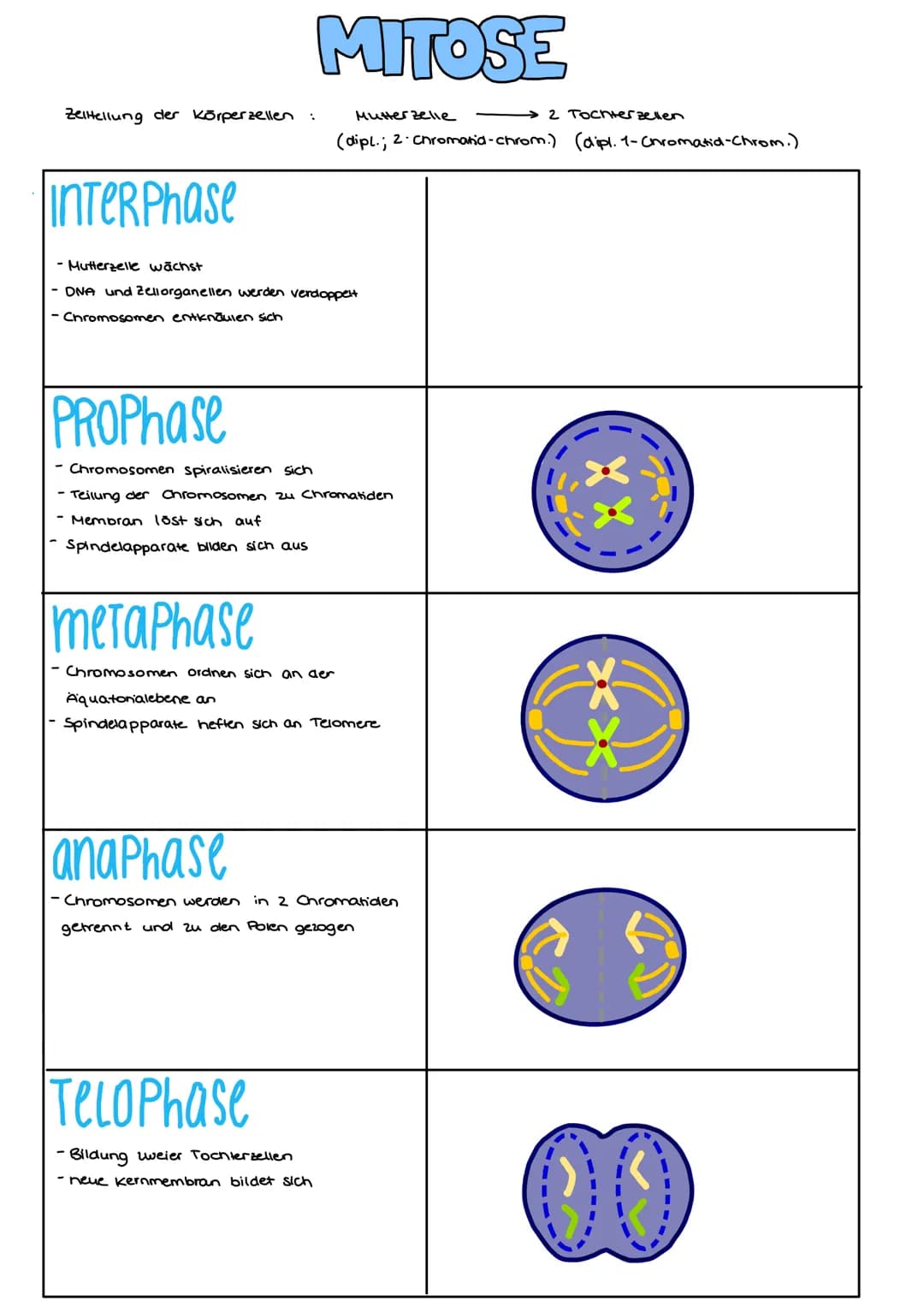 ONA
AUFBAU
Base + Phosphatgruppe + Zuckermolekül (Desoxyribose)
Adenin
4.1 Vererbung und Chromosomen
Guanin
Thymin
Chargaff-Regel:
Bei doppe