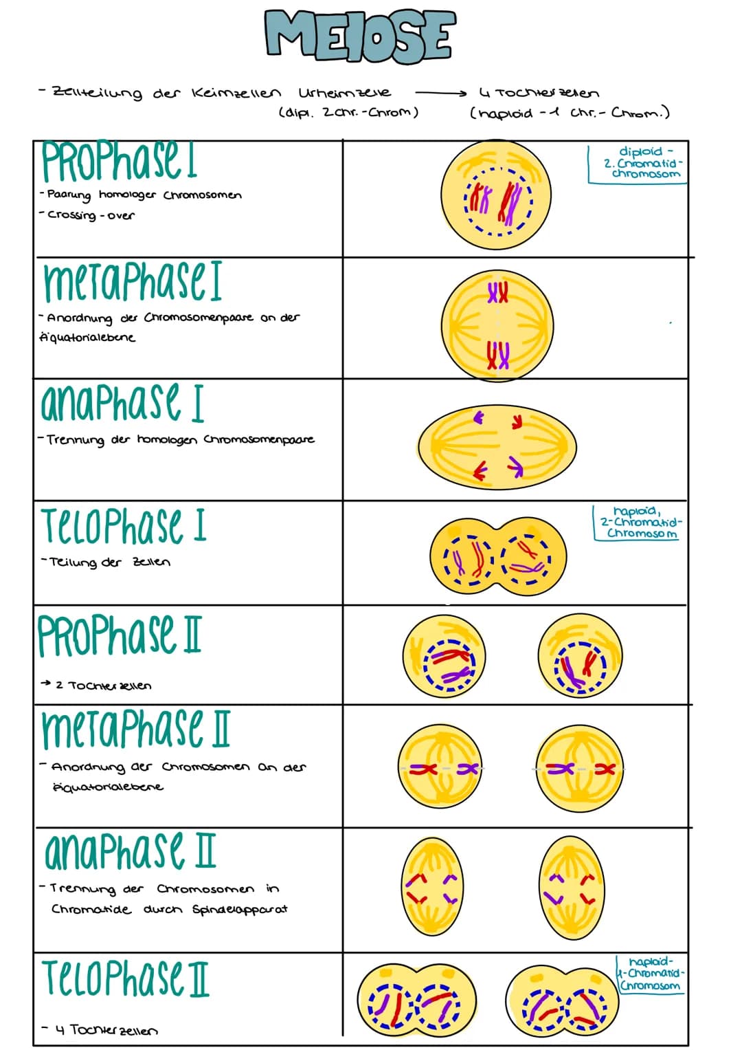 ONA
AUFBAU
Base + Phosphatgruppe + Zuckermolekül (Desoxyribose)
Adenin
4.1 Vererbung und Chromosomen
Guanin
Thymin
Chargaff-Regel:
Bei doppe