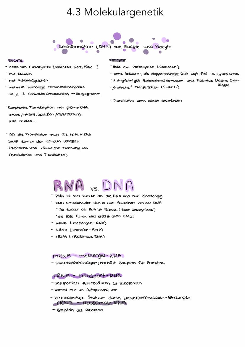 ONA
AUFBAU
Base + Phosphatgruppe + Zuckermolekül (Desoxyribose)
Adenin
4.1 Vererbung und Chromosomen
Guanin
Thymin
Chargaff-Regel:
Bei doppe