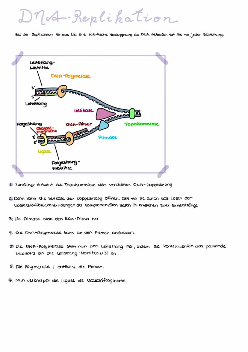 ONA
AUFBAU
Base + Phosphatgruppe + Zuckermolekül (Desoxyribose)
Adenin
4.1 Vererbung und Chromosomen
Guanin
Thymin
Chargaff-Regel:
Bei doppe