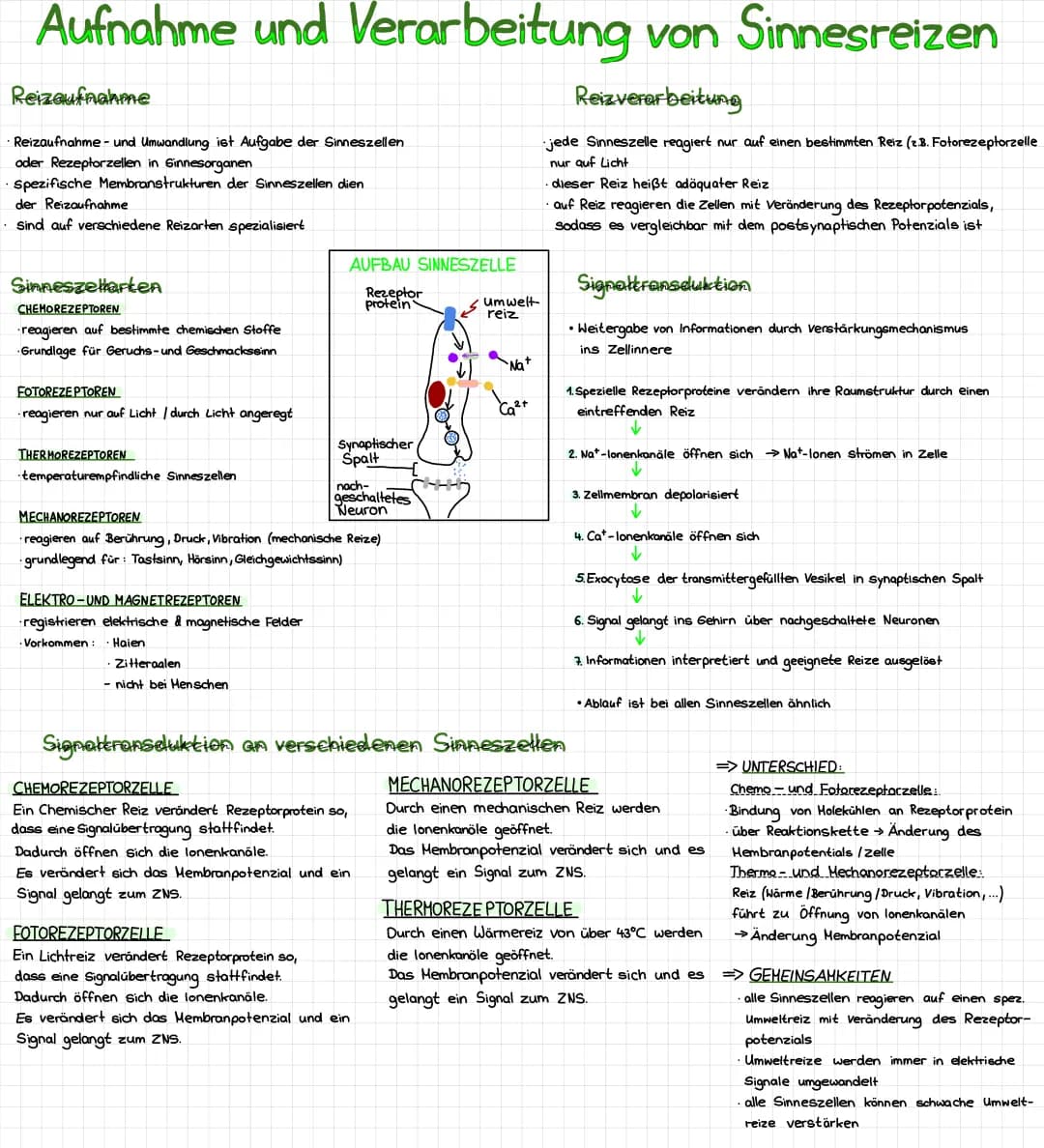 Aufnahme und Verarbeitung von Sinnesreizen