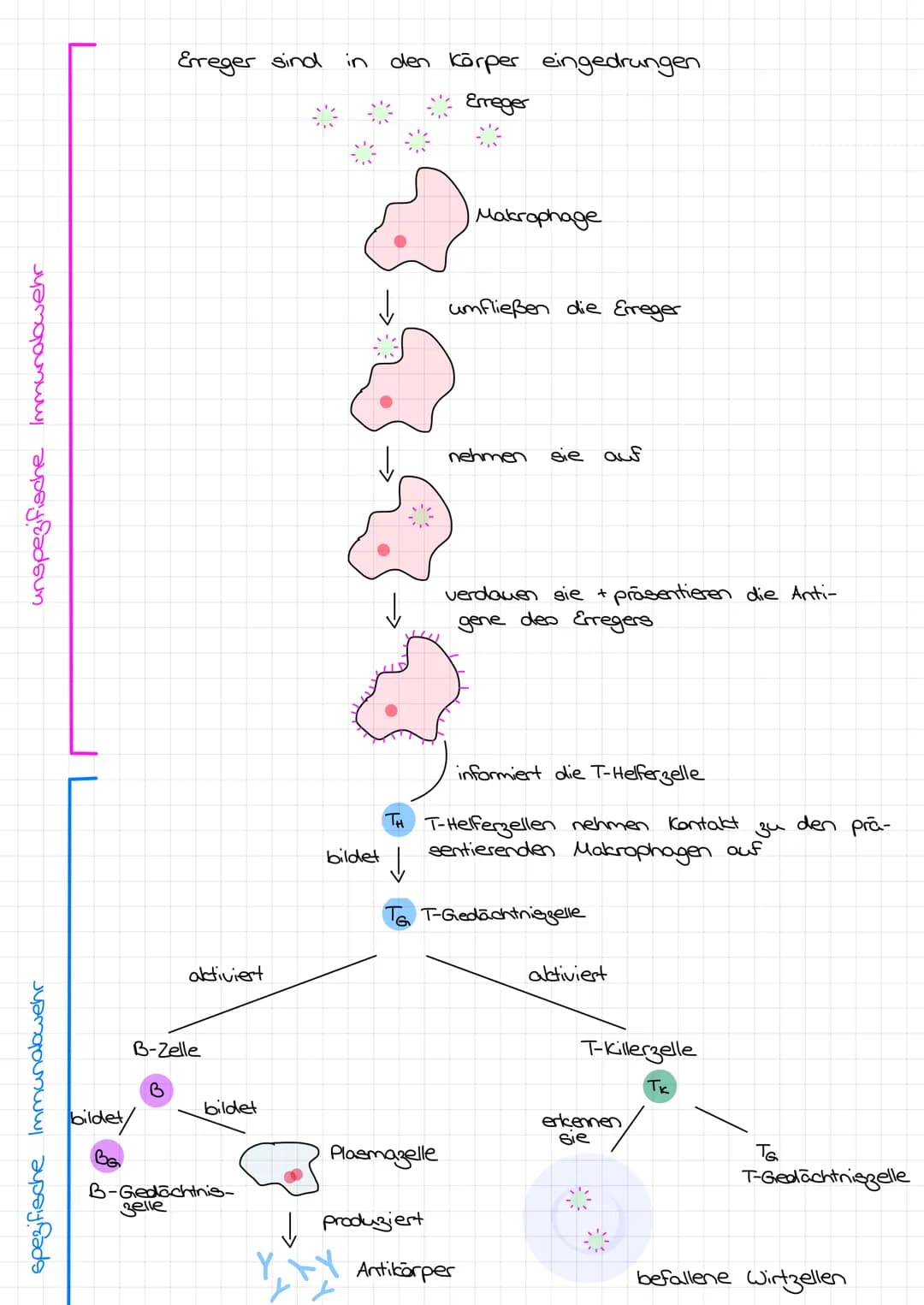 IMMUNABWEHR
Die drei Stadien einer Entzündung
Aufgabe 1:
1. Die Verletzung:
10.02.21
let eine Verletzung entstanden, dringen Bakterien und a