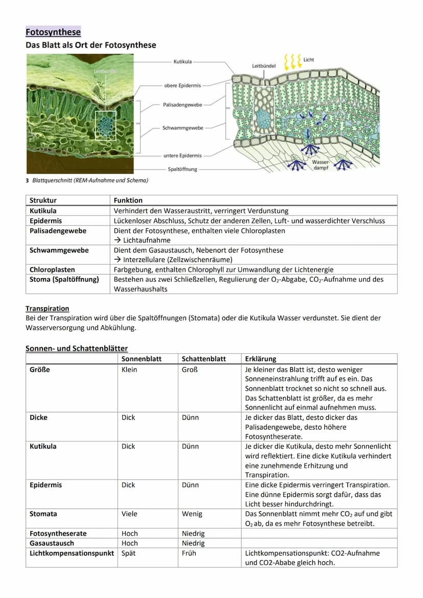 Umweltfaktoren und ökologische Potenz
Grundbegriffe der Ökologie
Definition
Begriff
Ökologie
Biosphäre
Ökosystem
Biozönose
Biotop
Umweltfakt
