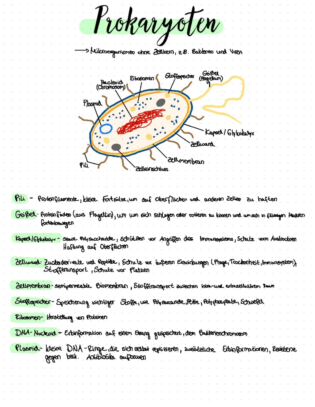 Prokaryoten