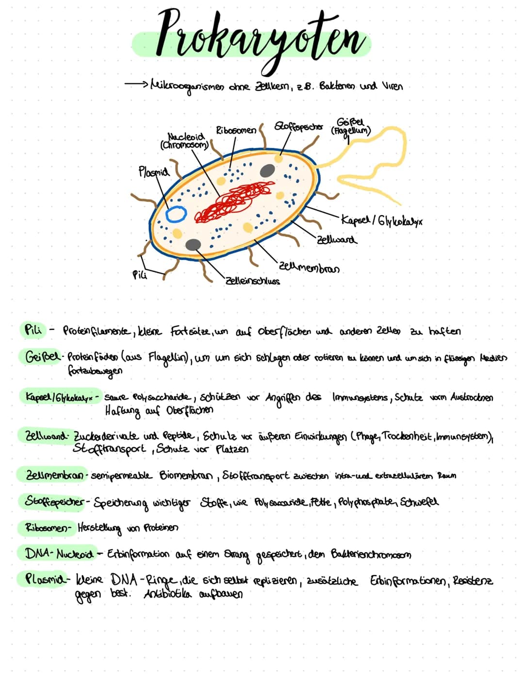 Prokaryoten
> Mikroorganismen ohne Zellkern, z. B. Baktenen und Viren
Necleoid
(Chromosom)
Plasmid
Pili
Ribosomen
Geißel
Stoffspeicher (Flag