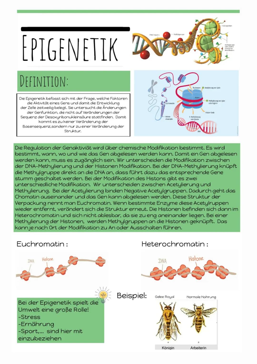EPIGENETIK
DEFINITION:
Die Epigenetik befasst sich mit der Frage, welche Faktoren
die Aktivität eines Gens und damit die Entwicklung
der Zel
