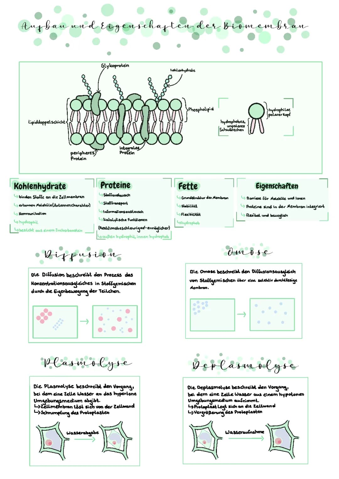 Biomembran, Diffusion, Omose, Plasmolyse, Deplasmolyse, Stofftransport 