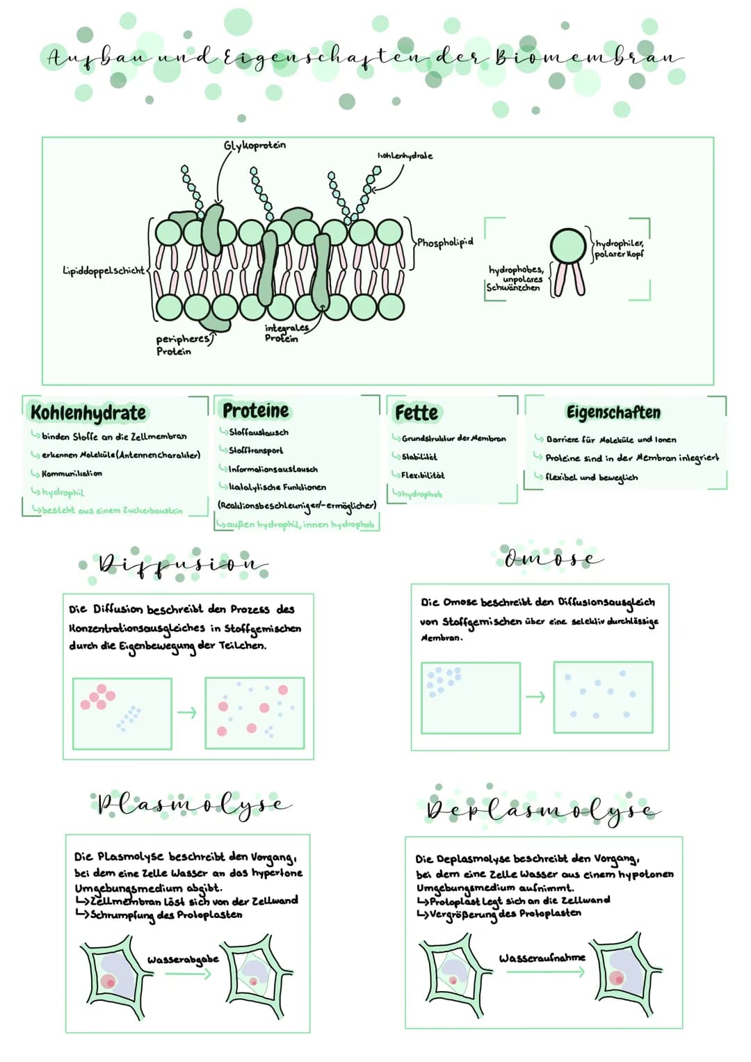 Aufbau und Ergenschaften der Biomembran
Lipiddoppelschicht
peripheres
Protein
Kohlenhydrate
binden Stoffe an die Zellmembran
erkennen Molekü