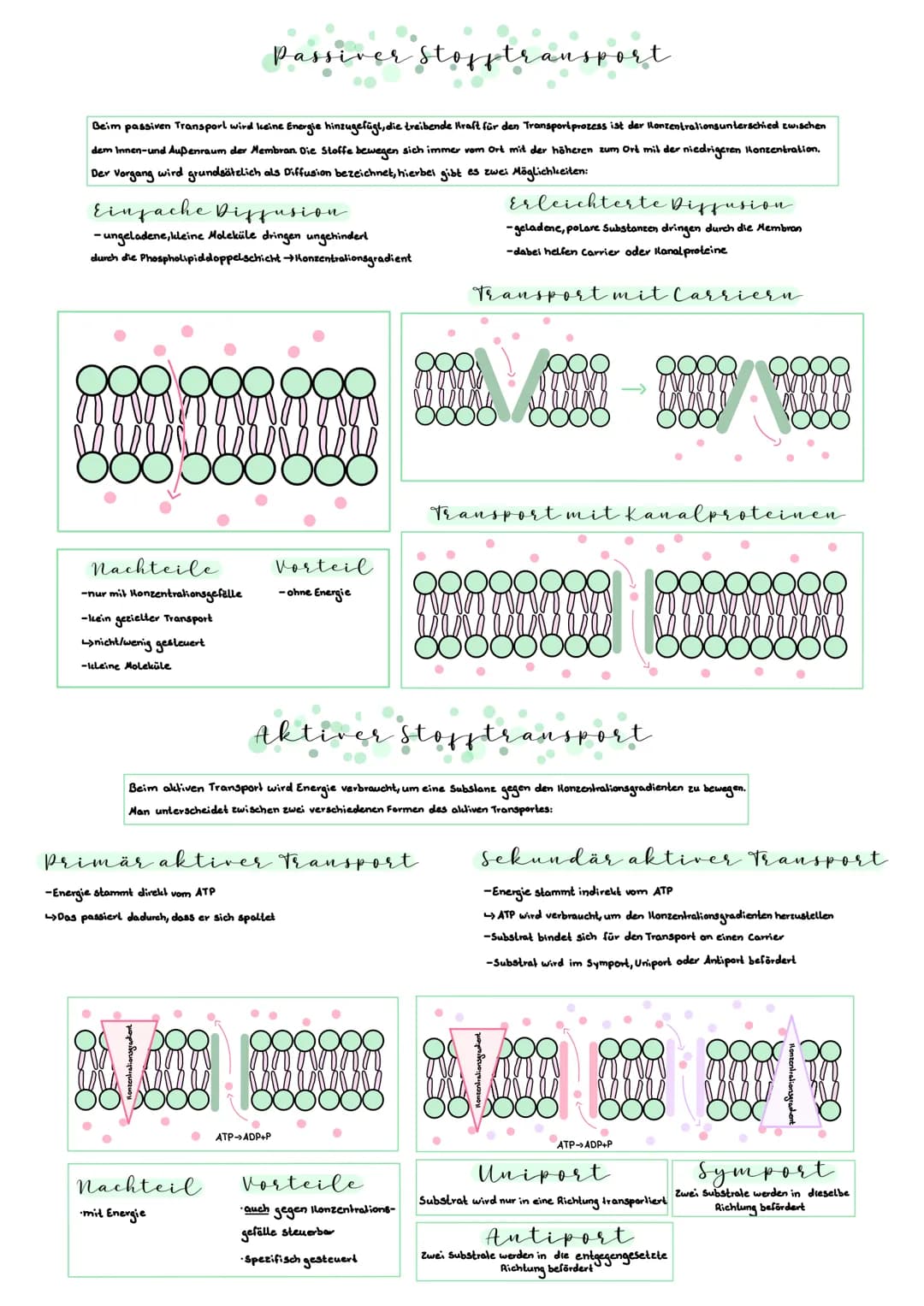 Aufbau und Ergenschaften der Biomembran
Lipiddoppelschicht
peripheres
Protein
Kohlenhydrate
binden Stoffe an die Zellmembran
erkennen Molekü