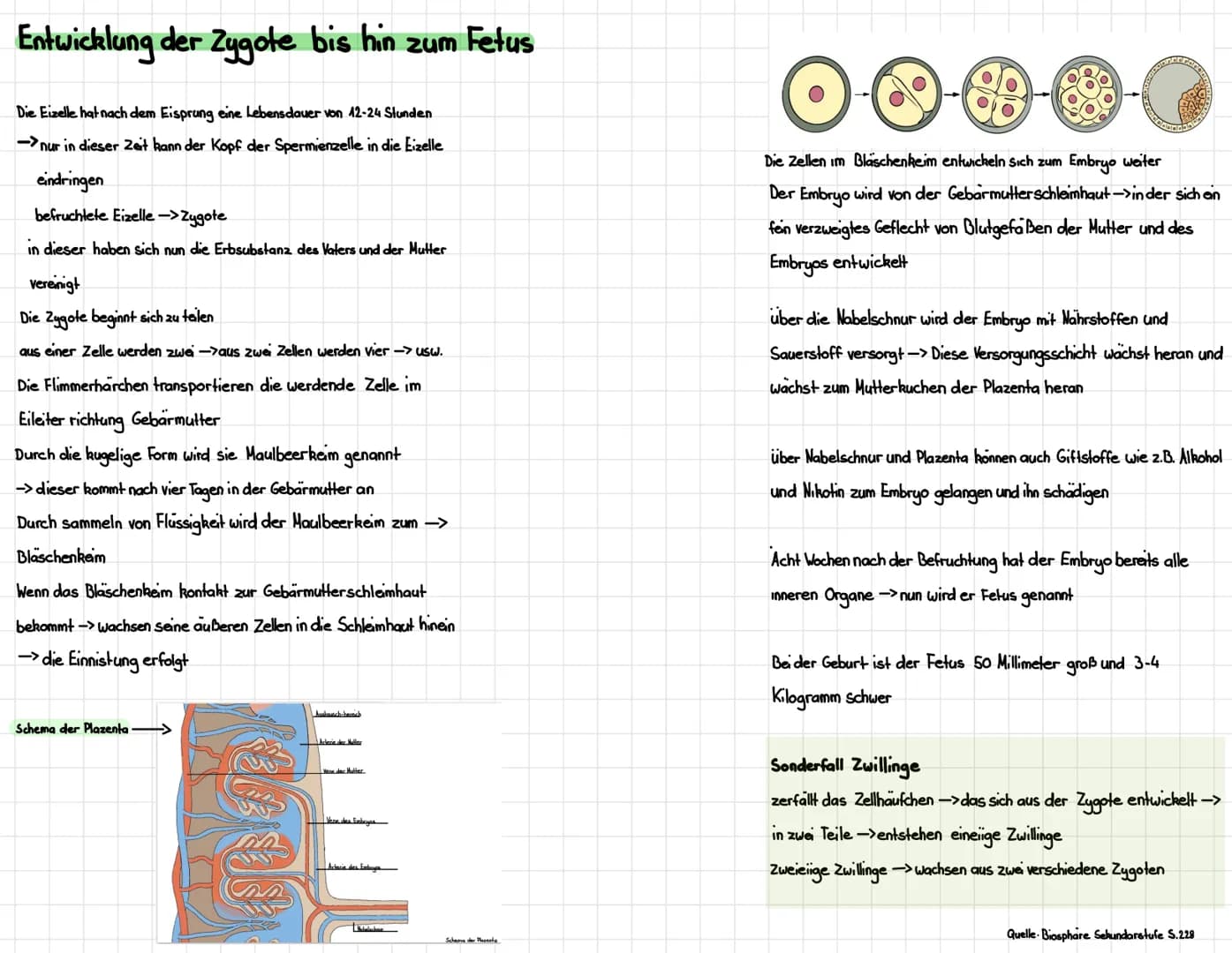 
<p>Die Entwicklung der Eizelle beginnt nach dem Eisprung und dauert 12-24 Stunden. Innerhalb dieser Zeit kann die Spermienzelle in die Eize