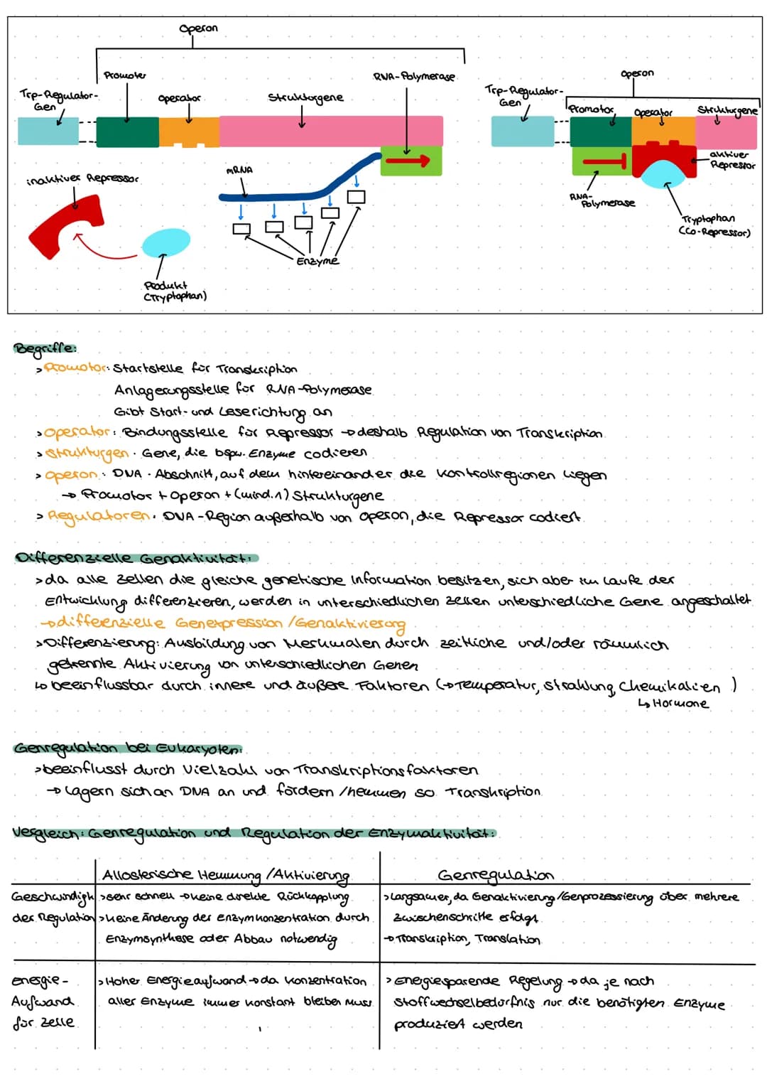 Genetik
G
no  Biomoleküle +Proteine und Enzyme (System Zelle)
Nukleinsäuren:
> In Zellen 1.) DNA - Desoxyribonukleinsäure genetische informa