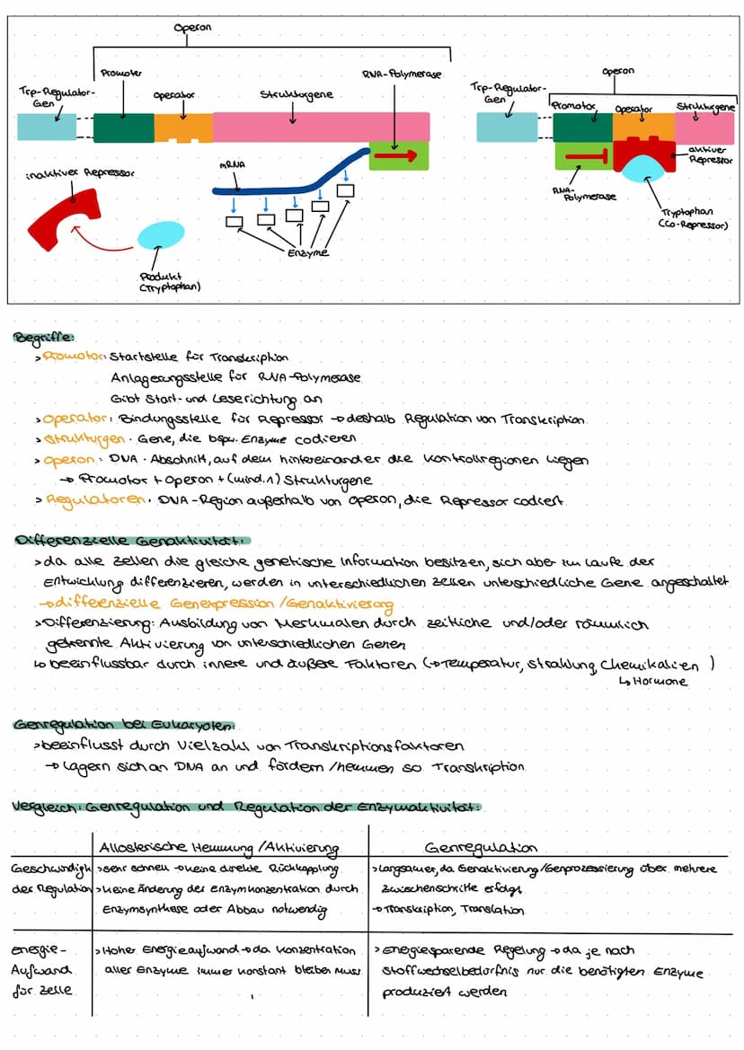 Genetik
G
no  Biomoleküle +Proteine und Enzyme (System Zelle)
Nukleinsäuren:
> In Zellen 1.) DNA - Desoxyribonukleinsäure genetische informa