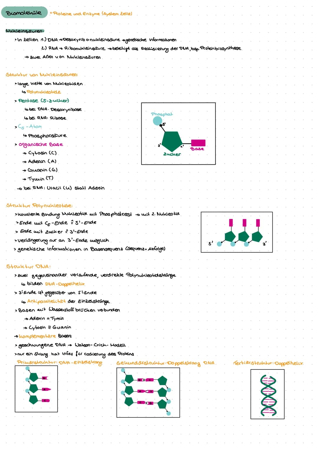 Genetik
G
no  Biomoleküle +Proteine und Enzyme (System Zelle)
Nukleinsäuren:
> In Zellen 1.) DNA - Desoxyribonukleinsäure genetische informa