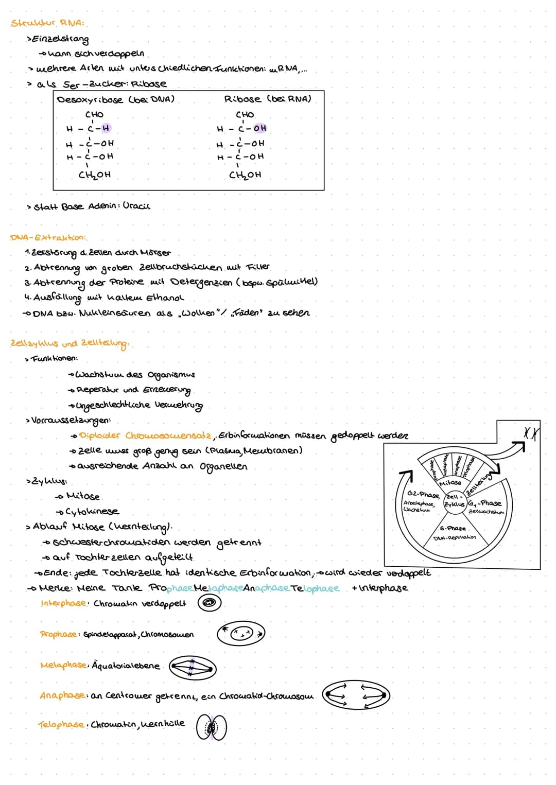 Genetik
G
no  Biomoleküle +Proteine und Enzyme (System Zelle)
Nukleinsäuren:
> In Zellen 1.) DNA - Desoxyribonukleinsäure genetische informa