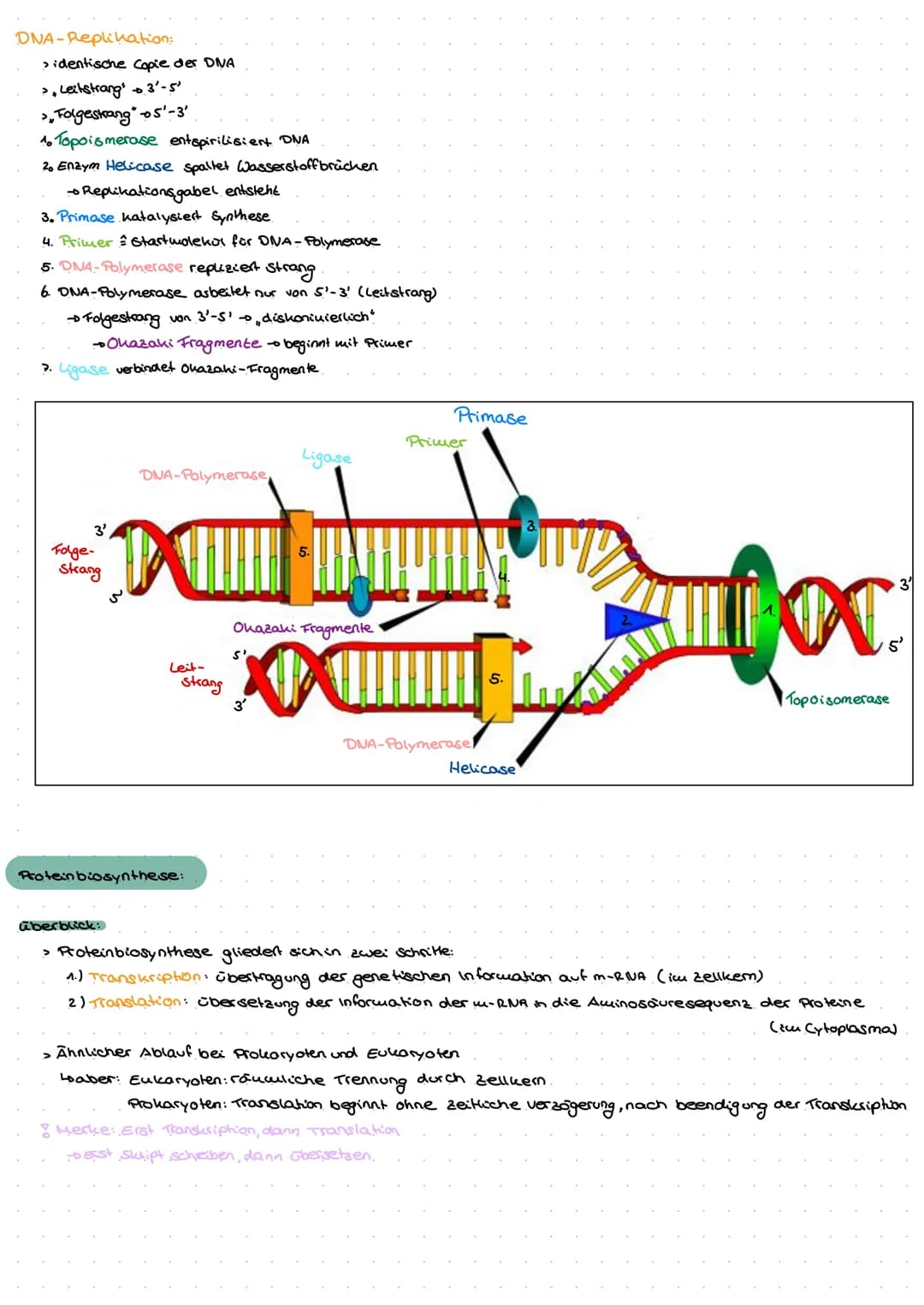 Genetik
G
no  Biomoleküle +Proteine und Enzyme (System Zelle)
Nukleinsäuren:
> In Zellen 1.) DNA - Desoxyribonukleinsäure genetische informa