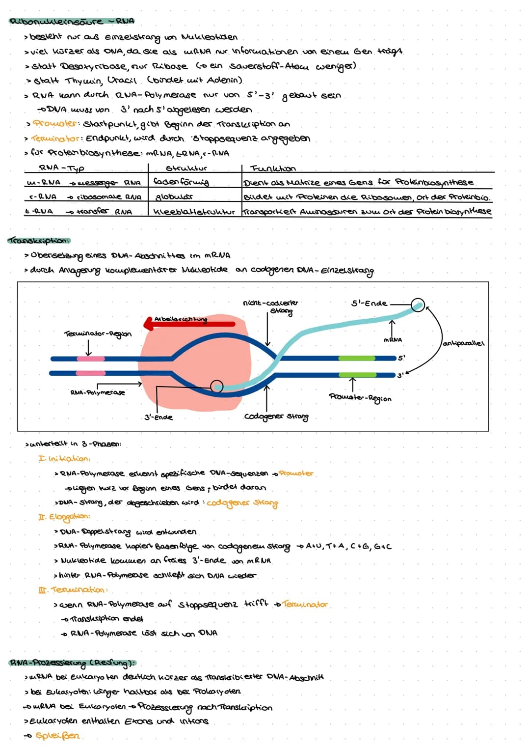 Genetik
G
no  Biomoleküle +Proteine und Enzyme (System Zelle)
Nukleinsäuren:
> In Zellen 1.) DNA - Desoxyribonukleinsäure genetische informa