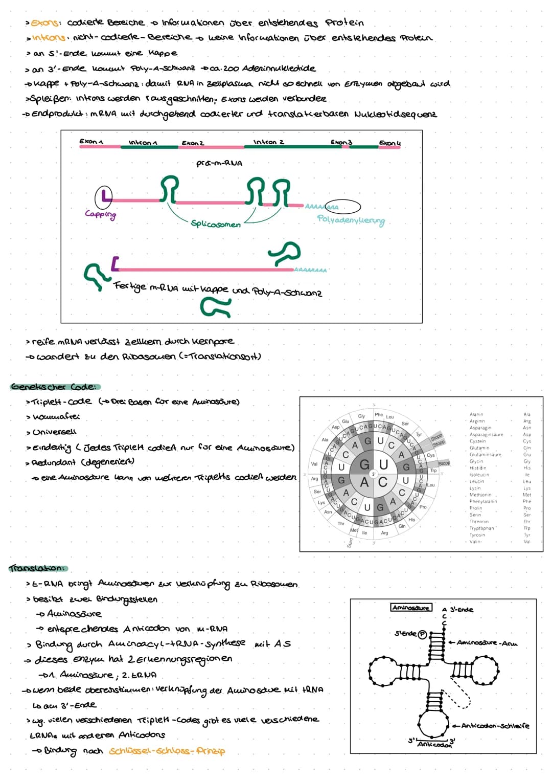 Genetik
G
no  Biomoleküle +Proteine und Enzyme (System Zelle)
Nukleinsäuren:
> In Zellen 1.) DNA - Desoxyribonukleinsäure genetische informa