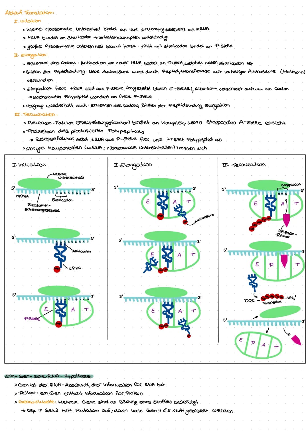 Genetik
G
no  Biomoleküle +Proteine und Enzyme (System Zelle)
Nukleinsäuren:
> In Zellen 1.) DNA - Desoxyribonukleinsäure genetische informa