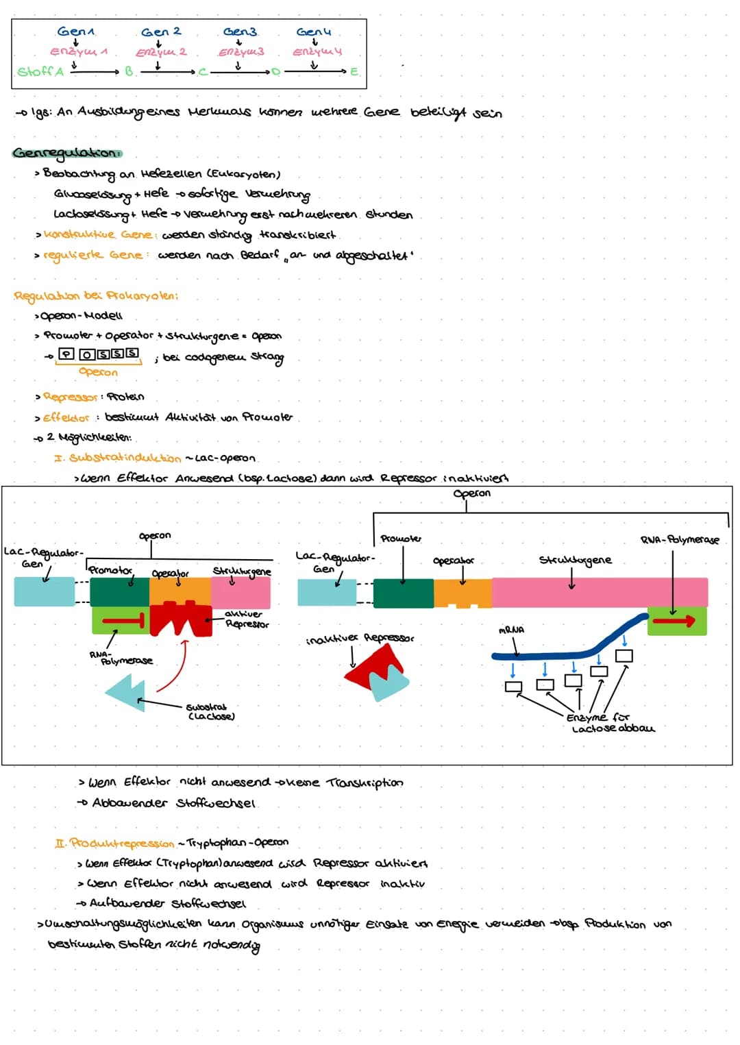 Genetik
G
no  Biomoleküle +Proteine und Enzyme (System Zelle)
Nukleinsäuren:
> In Zellen 1.) DNA - Desoxyribonukleinsäure genetische informa