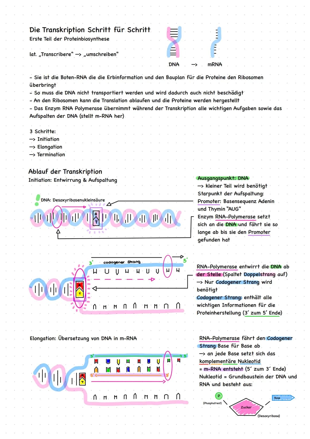 Die Transkription Schritt für Schritt
Erste Teil der Proteinbiosynthese
lat. Transcribere" ->,,umschreiben"
- Sie ist die Boten-RNA die die 