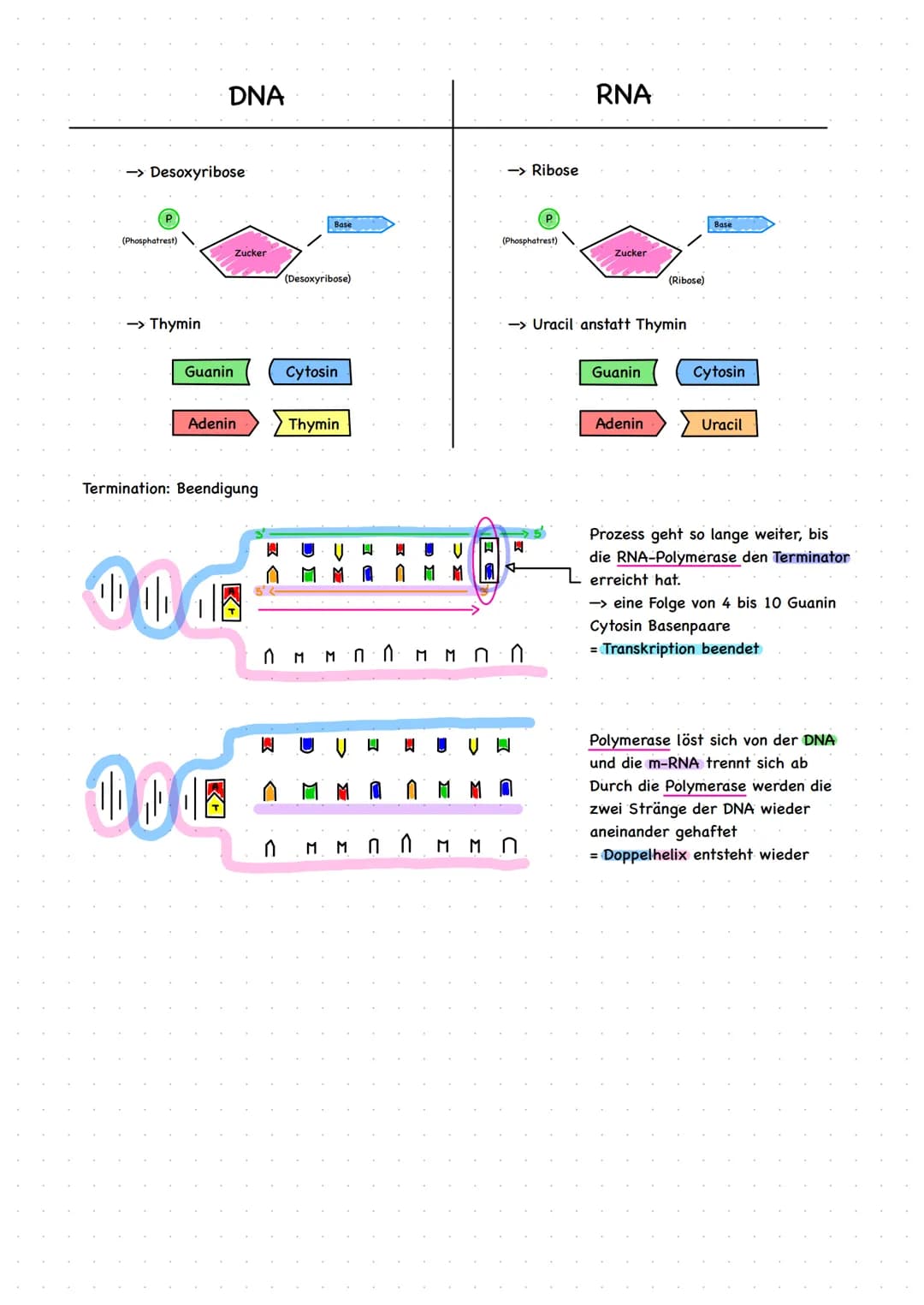 Die Transkription Schritt für Schritt
Erste Teil der Proteinbiosynthese
lat. Transcribere" ->,,umschreiben"
- Sie ist die Boten-RNA die die 