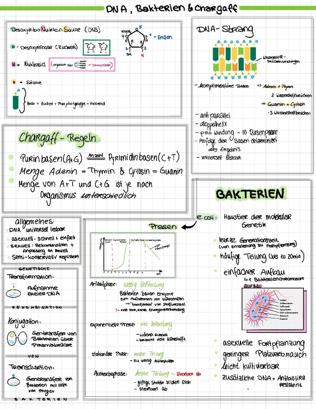 Einfach erklärt: DNA-Replikation und Funktion der DNA - Lernzettel