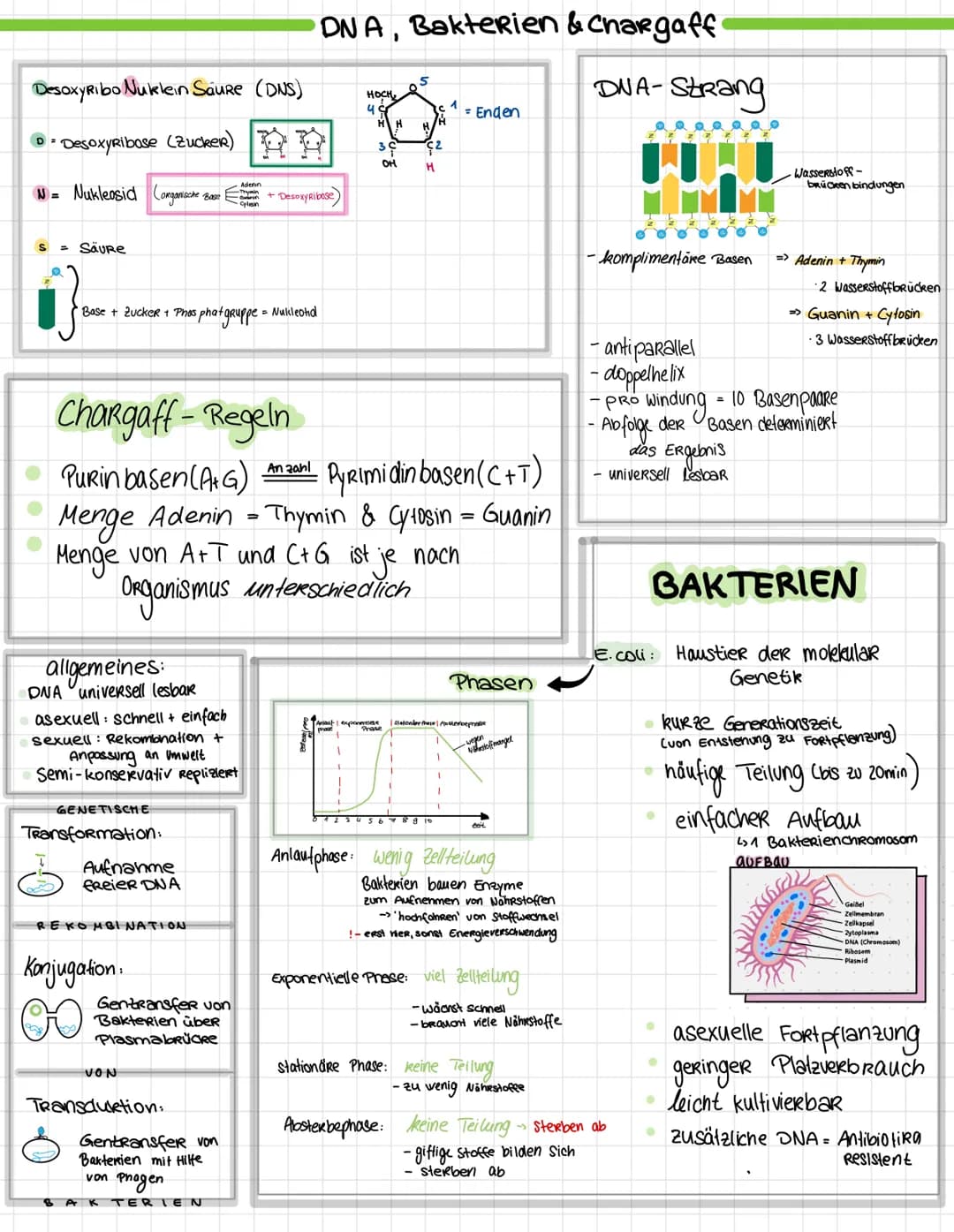 Desoxyribo Nuklein Saure (DNS)
D
• DesoxyRibase (Zucker)
N = Nukleosid
S = Säure
• Base + ZuckeR + PhosphatgRuppe = Nukleotid
organische Boo