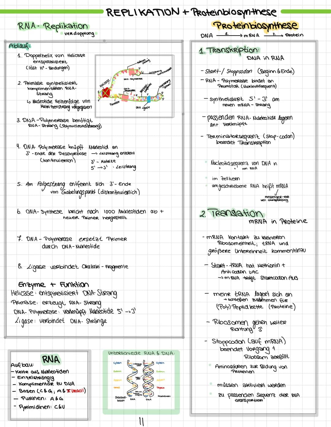 Desoxyribo Nuklein Saure (DNS)
D
• DesoxyRibase (Zucker)
N = Nukleosid
S = Säure
• Base + ZuckeR + PhosphatgRuppe = Nukleotid
organische Boo