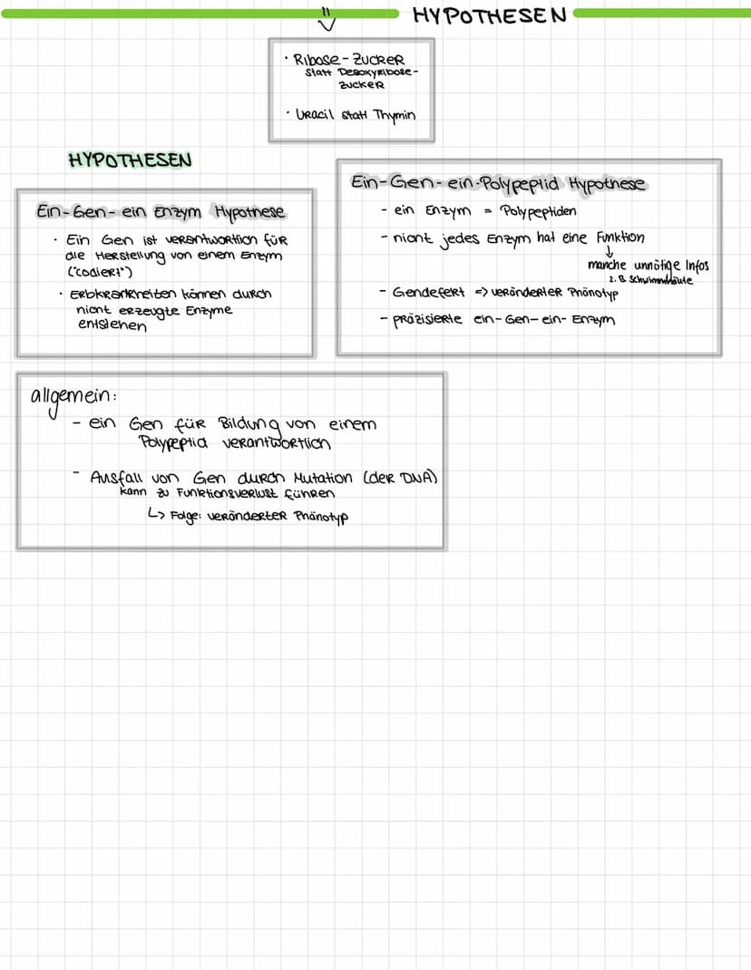 Desoxyribo Nuklein Saure (DNS)
D
• DesoxyRibase (Zucker)
N = Nukleosid
S = Säure
• Base + ZuckeR + PhosphatgRuppe = Nukleotid
organische Boo