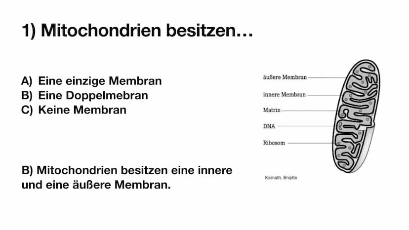 
<p>Mitochondrien besitzen eine innere und eine äußere Membran, wodurch sie eine Doppelmembran haben. Die innere Membran ist in Falten geleg