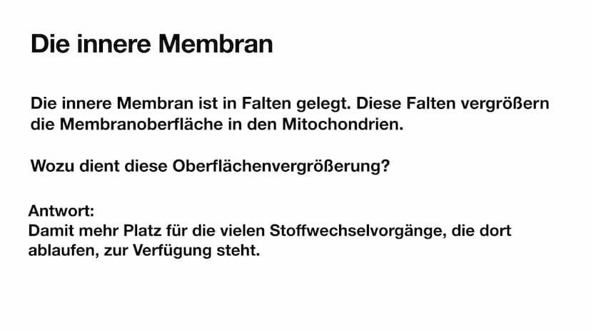 
<p>Mitochondrien besitzen eine innere und eine äußere Membran, wodurch sie eine Doppelmembran haben. Die innere Membran ist in Falten geleg