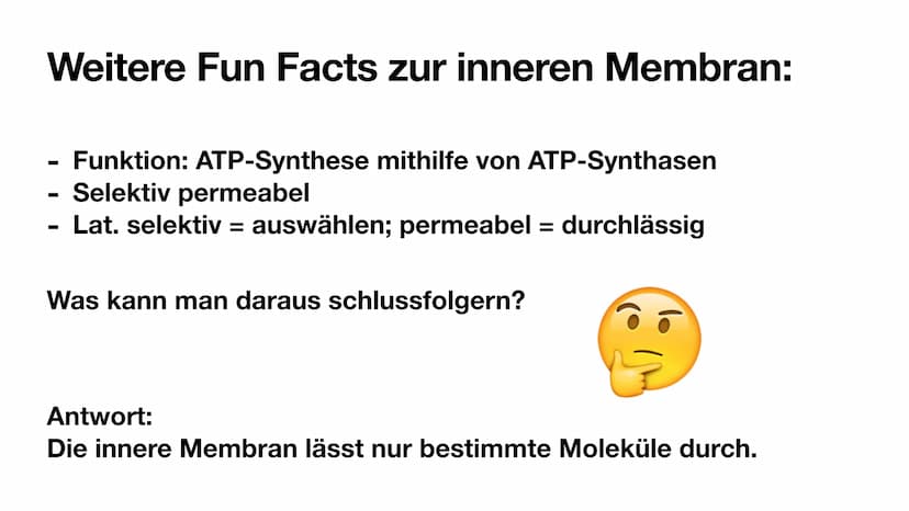 
<p>Mitochondrien besitzen eine innere und eine äußere Membran, wodurch sie eine Doppelmembran haben. Die innere Membran ist in Falten geleg