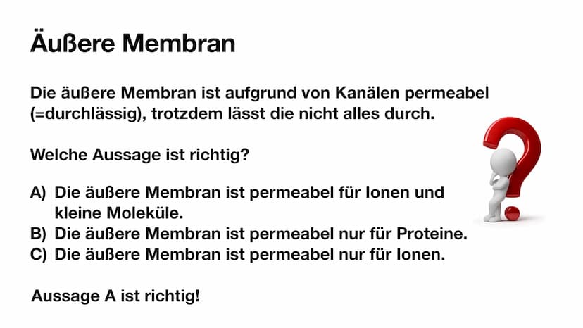 
<p>Mitochondrien besitzen eine innere und eine äußere Membran, wodurch sie eine Doppelmembran haben. Die innere Membran ist in Falten geleg