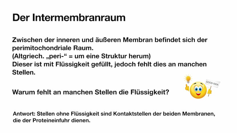 
<p>Mitochondrien besitzen eine innere und eine äußere Membran, wodurch sie eine Doppelmembran haben. Die innere Membran ist in Falten geleg