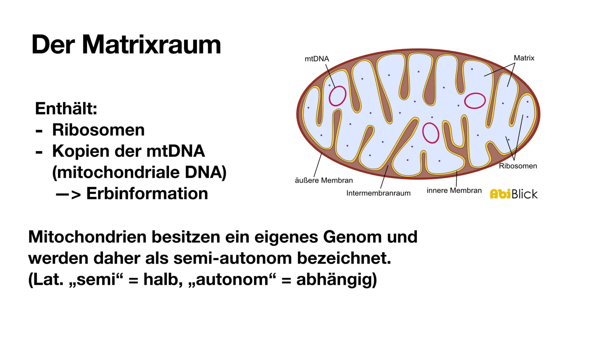 
<p>Mitochondrien besitzen eine innere und eine äußere Membran, wodurch sie eine Doppelmembran haben. Die innere Membran ist in Falten geleg
