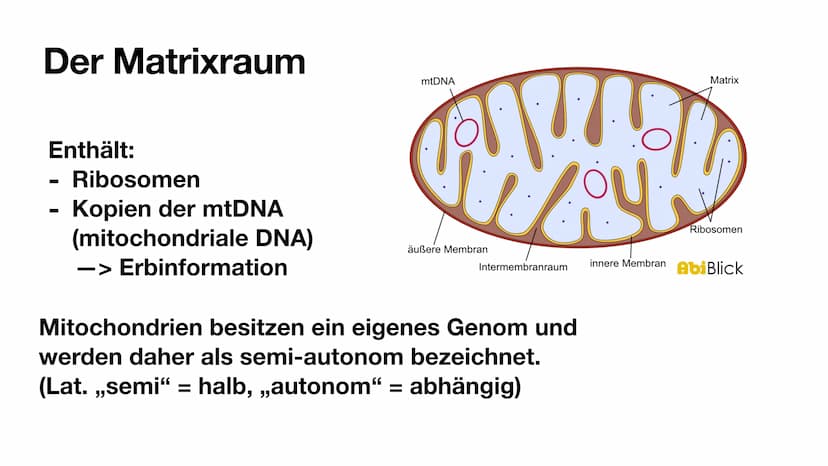 
<p>Mitochondrien besitzen eine innere und eine äußere Membran, wodurch sie eine Doppelmembran haben. Die innere Membran ist in Falten geleg