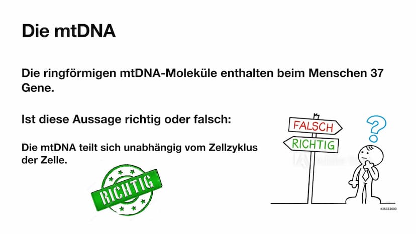 
<p>Mitochondrien besitzen eine innere und eine äußere Membran, wodurch sie eine Doppelmembran haben. Die innere Membran ist in Falten geleg
